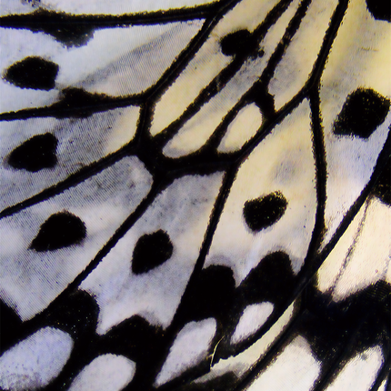 Collection image for: Fur Code